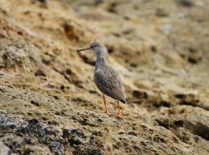 redshank