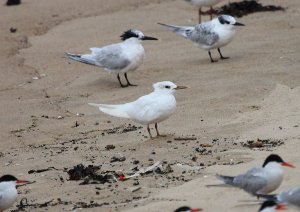 sandwich tern