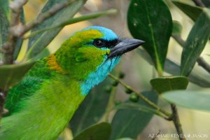 Golden-naped Barbet