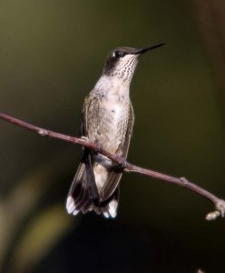 My first Hummingbird post!