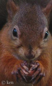 red squirrel