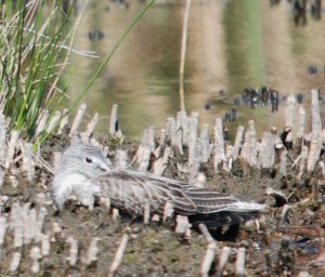 Greenshank Resting