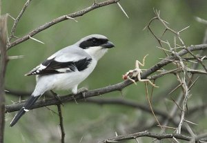 Southern grey Shrike