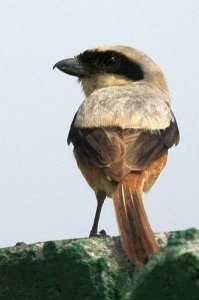 Long-tailed Shrike