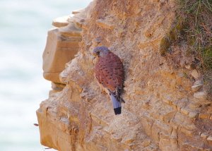 kestrel