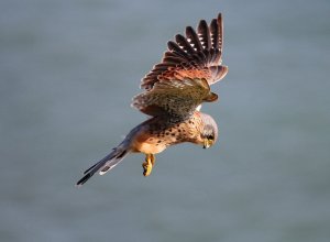 kestrel