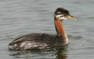 juvenile Red-necked Grebe