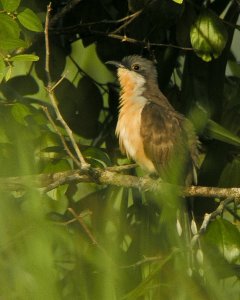 Dark-billed Cuckoo