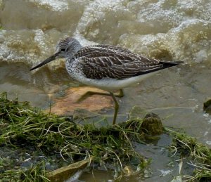 greenshank at rutland