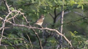 Sylvia communis Greater White-throat