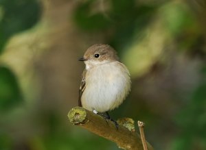 Pied Flycatcher