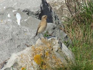 Among the boulders