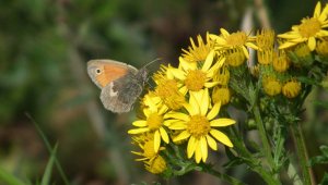 Small Heath