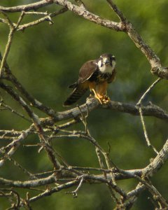 Aplomado Falcon