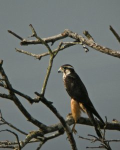 Aplomado Falcon