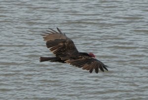 Turkey Vulture