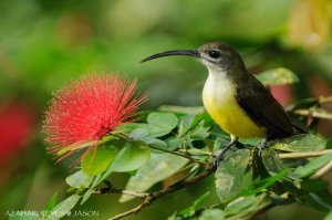 Little Spiderhunter