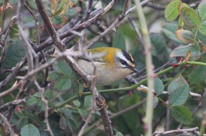 firecrest