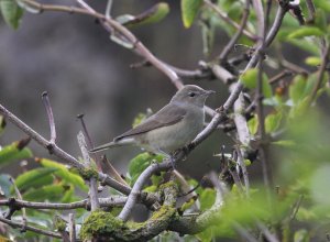 garden warbler