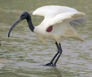 Threskiornis melanocephalus