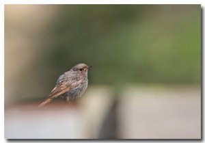 Black redstart