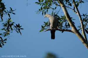 Green Imperial Pigeon