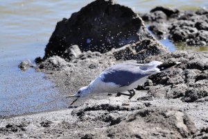 California gull feasting on brine flies