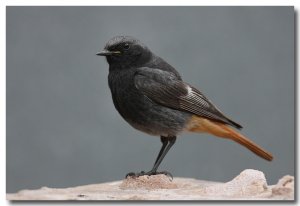 Black redstart