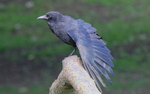 carrion crow