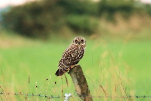 short eared owl