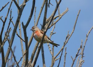 linnet