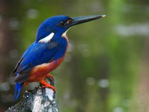 Azure Kingfisher