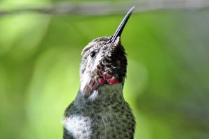 Alpha Male Anna's Hummingbird