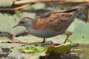 Little (big) crake