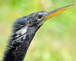 Anhinga