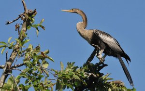 Anhinga