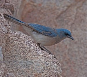 Mexican Jay