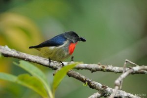 Black-sided Flowerpecker