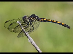 19063_dragonfly
