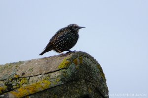 Common Starling