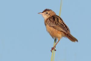 A zitting warbler