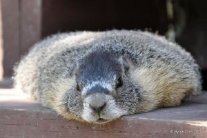 Mega Marmot