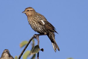 female Redwing Blackbird