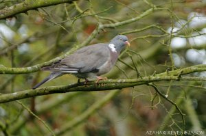 Wood Pigeon