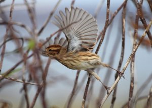 reed bunting