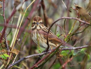 reed bunting