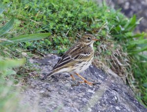 tree pipit