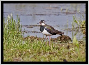 Lapwing ( Green Plover or Peewit )