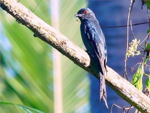 Black Drongo