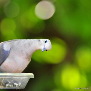 Quizzical dove